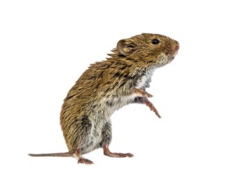 Bank vole (Myodes glareolus; formerly Clethrionomys glareolus). Small vole with red-brown fur standing on hind legs on white background