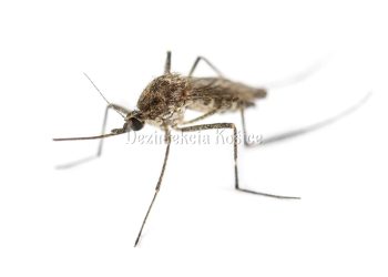 Tiger mosquito isolated on white