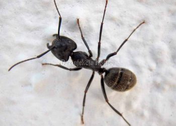 Mravec obecný - Lasius niger 2