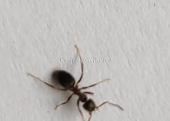 Mravec obyčajný