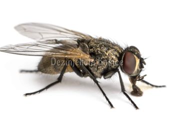 Side view of a dirty Common housefly eating, Musca domestica, isolated on white
