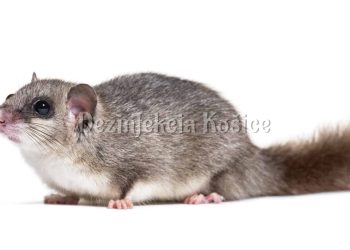 Edible Dormouse or Fat Dormouse, Glis glis, in front of white background