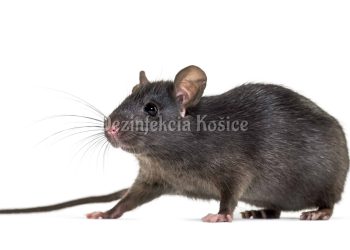 Hrabos poľný, malý hlodavec, na obrázku s dlhým chvostom a šedým sfarbením.