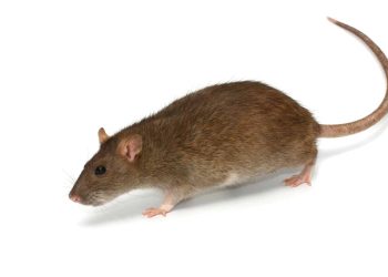 Potkan hnedý - Rattus norvegicus 2